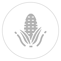 mazorca